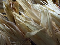 Golden Corn Husks Fall