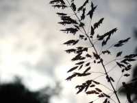 Grass Seed Silhouette
