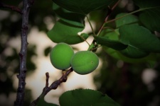 Green Apricots On Tree