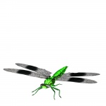 Green Dragonfly