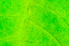 Green Leaf Detail
