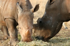 Heads Of Baby And Mother Rhinoceros