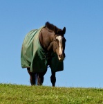 Horse In A Field