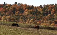 Horses Grazing Autumn Landscape