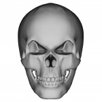 Human Skull 2