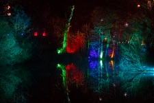 Illuminated Trees At Night