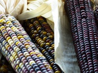 Indian Corn Closeup