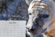 June 2016 Calendar With Hyena
