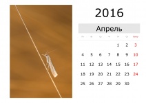 Calendar - April 2016 (Russian)