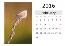 Calendar - February 2016 (English)