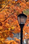 Lamp Lantern And Fall Foliage