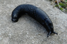 Large Black Slug 1
