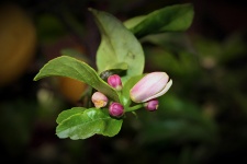 Lemon Blossom Bud