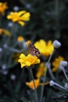 Little Brown Butterfly