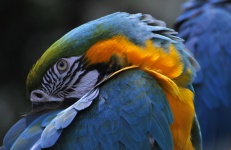 Macaw Sleeping