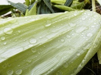 Macro Wet Corn Husks