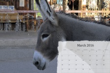 March 2016 Calendar Of Donkey