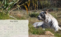 May 2016 Calendar Of White Tiger