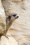 Meerkat On Lookout