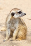 Meerkat Sitting