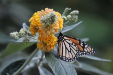 Monarch Butterfly Climbing Flowers
