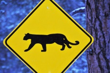 Mountain Lion Crossing Sign