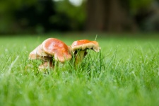 Mushroom In Grass