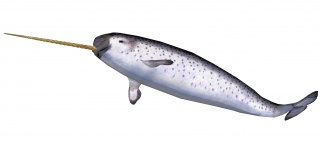 Narwhal Isolated