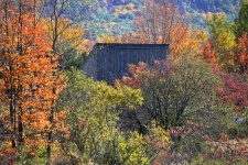 Old Shack In Fall Foliage