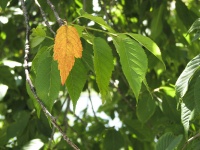 One Golden Leaf