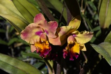 Orange And Pink Orchid