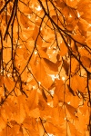 Orange Beech Leaves