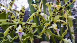Orchid With Speckles