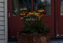 Painted Potted Sunflowers