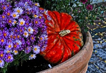 Painted Pumpkin And Mums