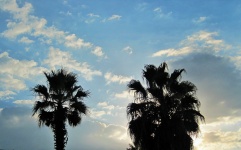 Palm Trees Against Shimmery Clouds