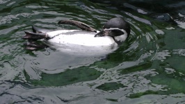 Penguin Preening Itself