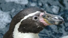 Penguins Head