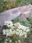 Small White Flower Foliage