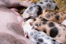 Piglets Feeding