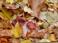 Pile Of Autumn Leaves