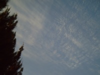 Pine Tree Cirus Clouds