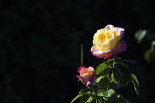 Pink And Yellow Rose