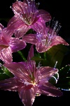 Pink Light Flowers