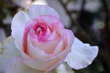Pink Rose Bud Opening