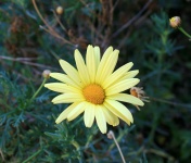 Plain Yellow Daisy