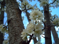 Plumb Blossoms