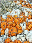 Pumpkin Puzzle Background