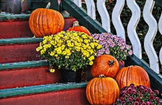 Pumpkins And Mums On Stairs