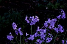 Purple Starlet Flowers